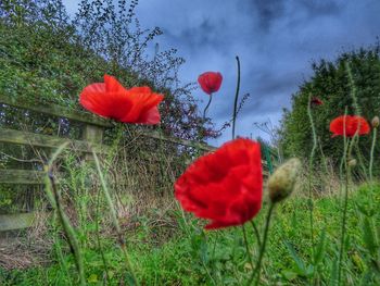 Close-up of red poppy flowers growing in field