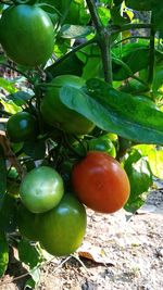 Close-up of fruits growing on tree