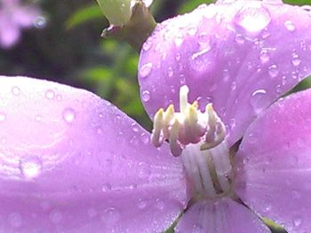 Close-up of water drops on pink flower