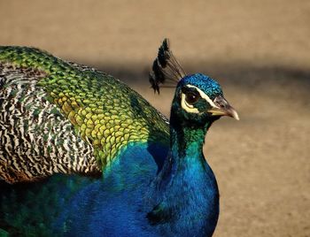 Close-up of peacock