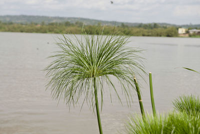 Plant by lake against sky