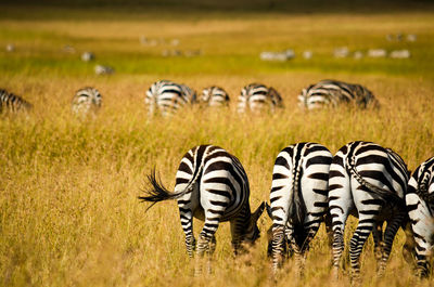 Zebra crossing in a field