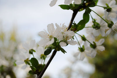 Close-up of white cherry blossom tree