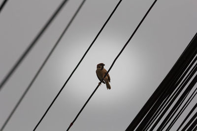 Low angle view of bird perching on power lines