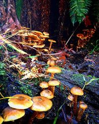 Close-up of mushroom growing in forest