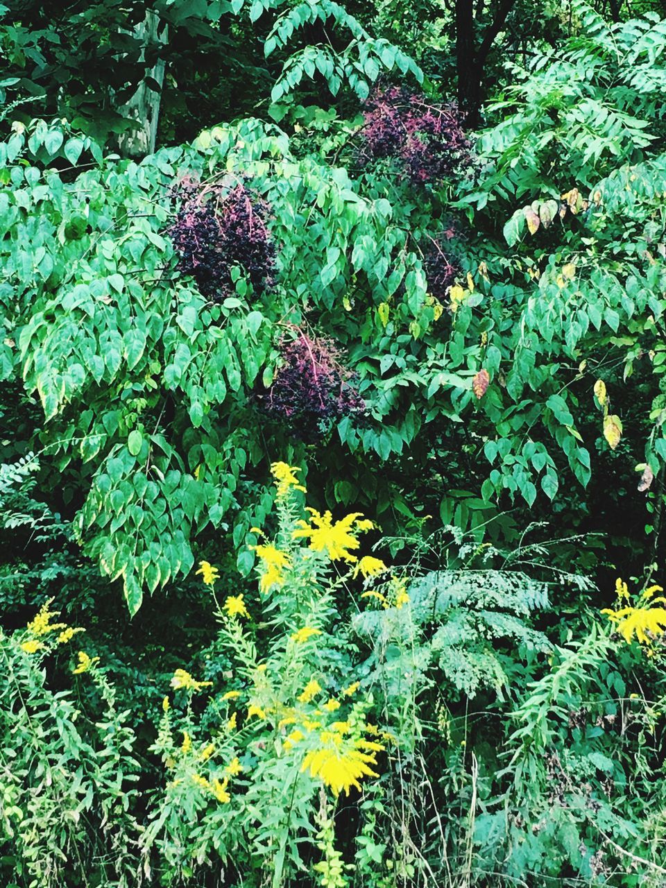 HIGH ANGLE VIEW OF YELLOW FLOWERS