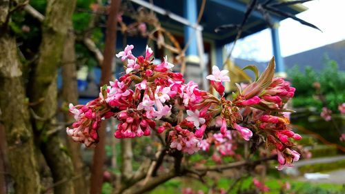 Pink flowers blooming on tree