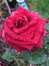 Close-up of wet red rose