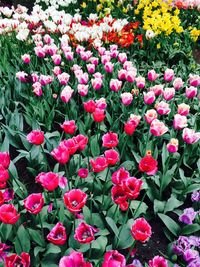 Full frame shot of pink flowers blooming in field