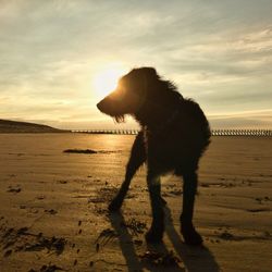 Silhouette dog on beach against sky during sunset