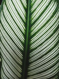 Full frame shot of palm leaves