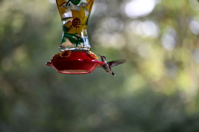 Close-up of bird feeder