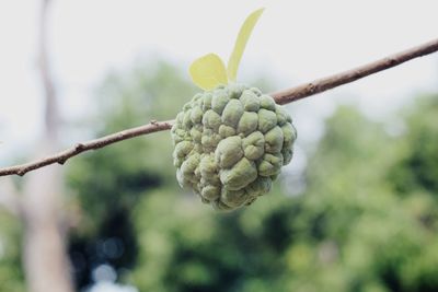 Close-up of fruit growing on tree