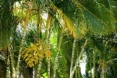 Close-up of palm tree