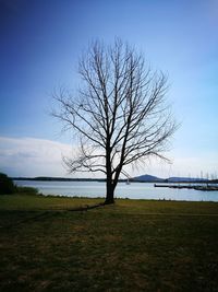 Bare trees on lakeshore