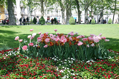 Flowers growing in park