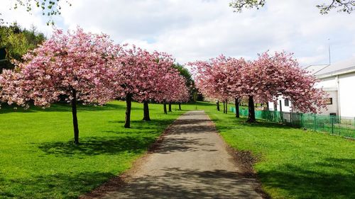 View of cherry blossom trees in park