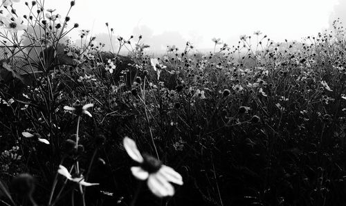 Close-up of flowers against sky