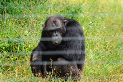 A lone chimpanzee behind an electric fence in the wild at ol pejeta conservancy in nanyuki, kenya