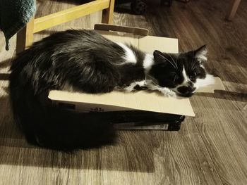 Cat lying on floor at home