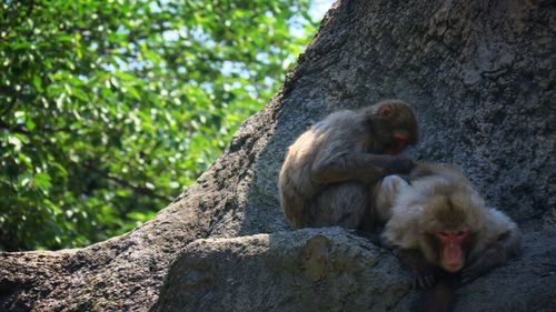 Monkey sitting on tree trunk