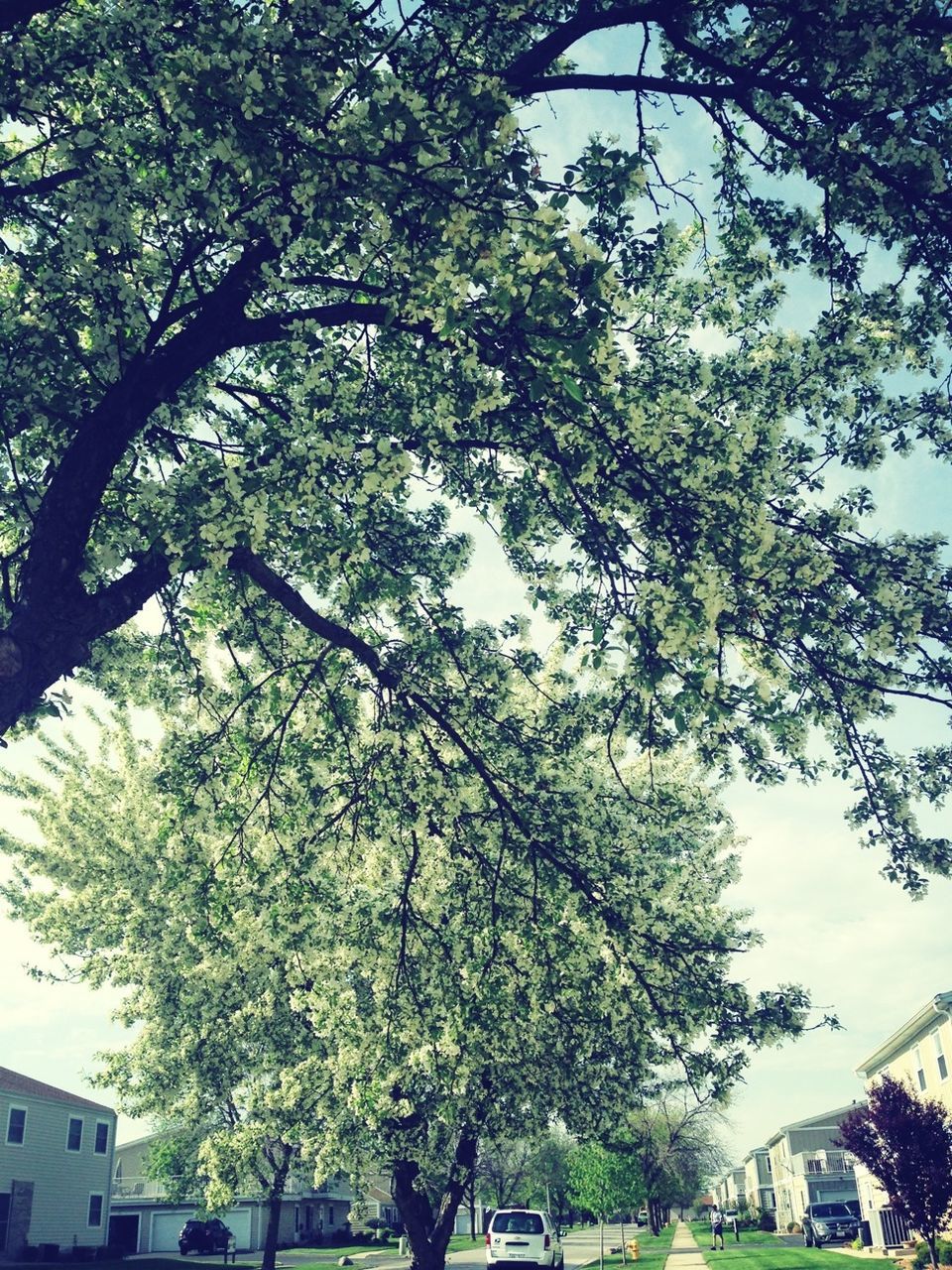 tree, branch, car, building exterior, low angle view, transportation, built structure, land vehicle, architecture, sky, growth, city, street, mode of transport, road, day, outdoors, nature, sunlight, no people