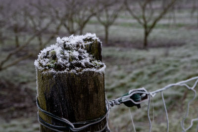 Close-up of snow on wooden fence