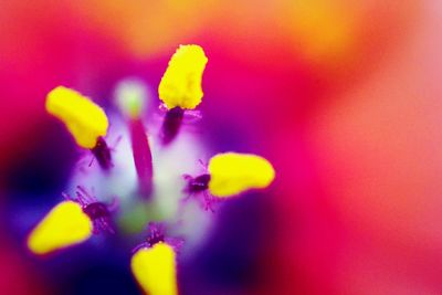 Close-up of yellow flower