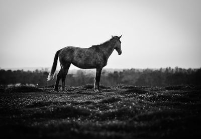 Horse on field against clear sky