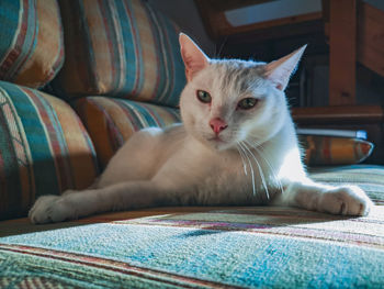 Close-up portrait of cat relaxing at home