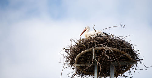 animal nest