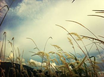 Plants on landscape against cloudy sky