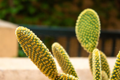 Close-up of yellow rope on plant