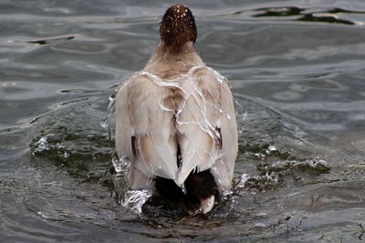 Rear view of duck swimming in sea