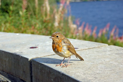 Close-up side view of a bird