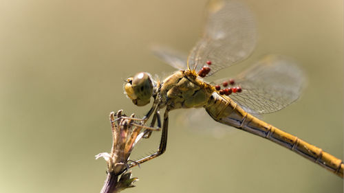 Close-up of dragonfly on twig