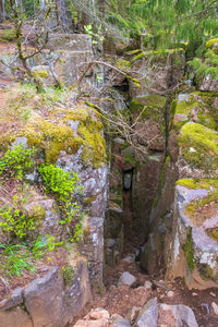 Trees growing by rocks in forest