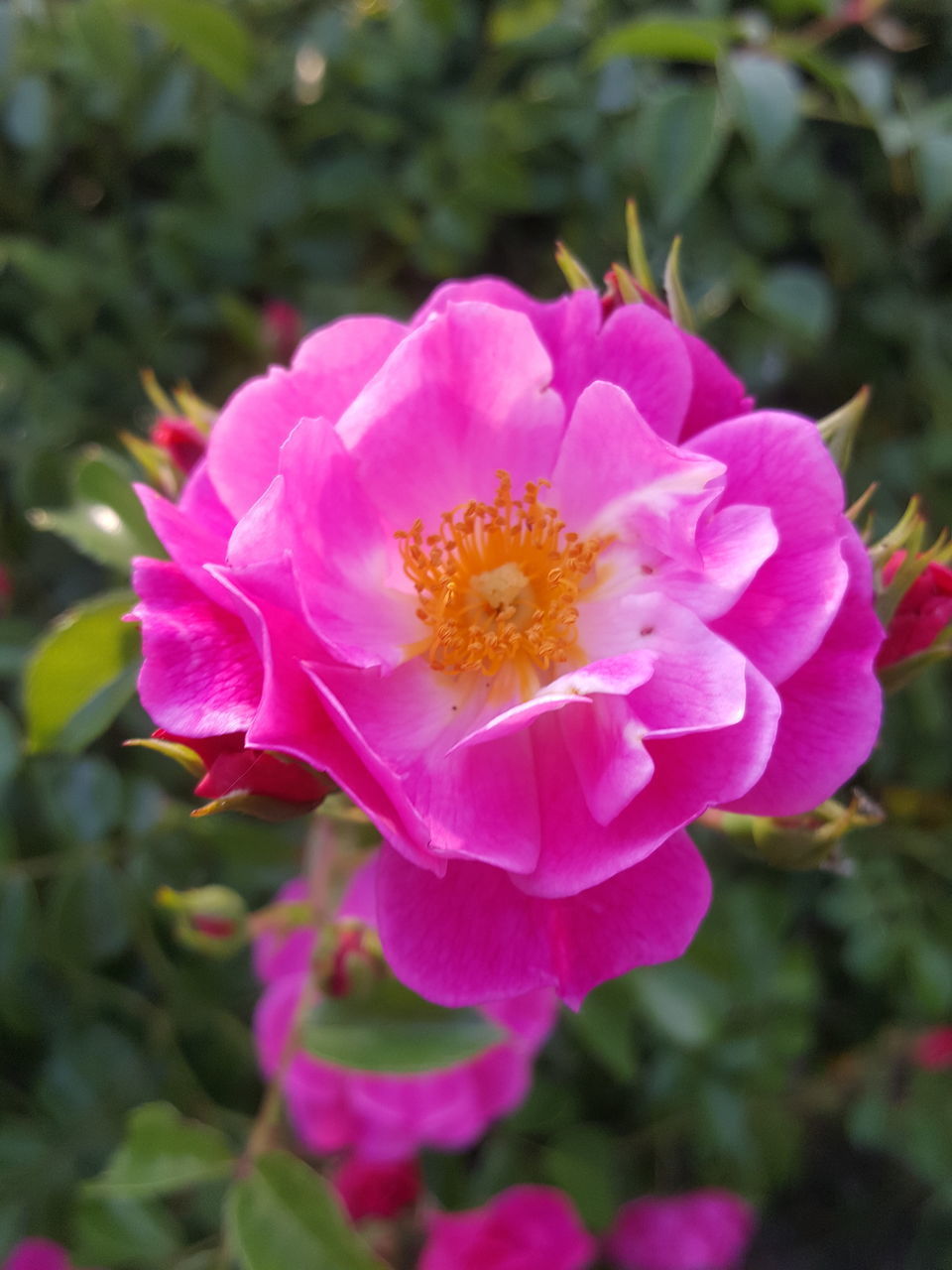 CLOSE-UP OF PINK FLOWERING PLANTS