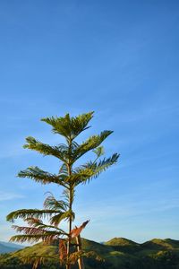 Low angle view of plant against blue sky