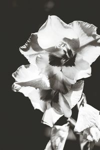 Close-up of white flower against black background