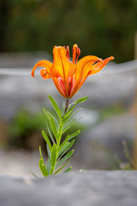 Close-up of yellow flower