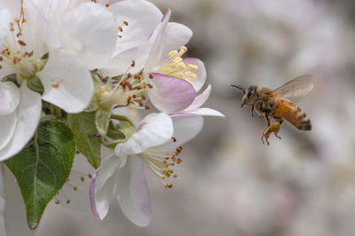 Close-up of bee on flower