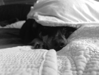 Dog sleeping on bed