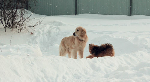 Two dogs on snow field during winter