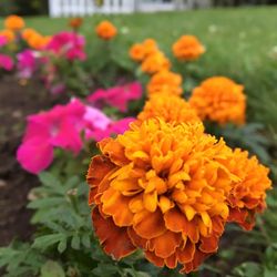 Close-up of marigold blooming in park