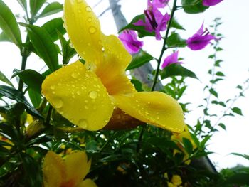 Close-up of wet yellow flowers