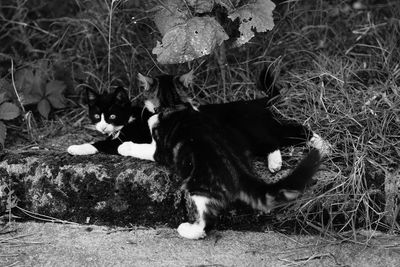 Cat lying on a field