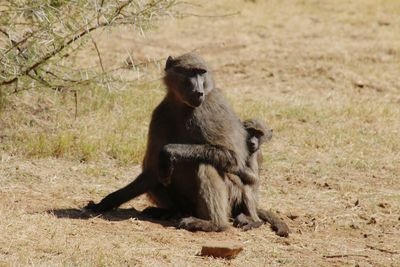 Lion sitting on land