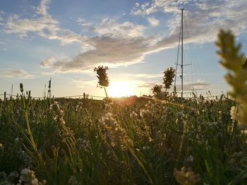 Scenic view of field against sky during sunset