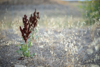 Close-up of plants on field